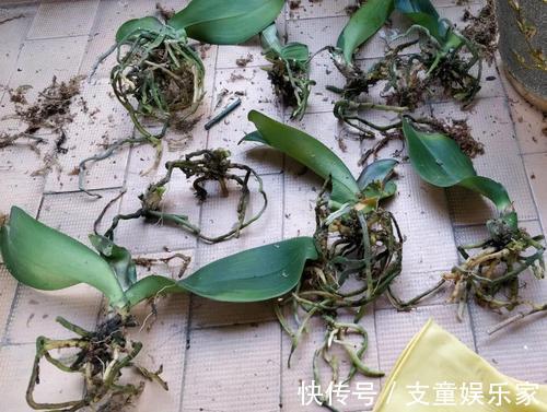 漂亮花|3种漂亮花,再“喜欢”也别贸然买,太难养,一般人根本养不活