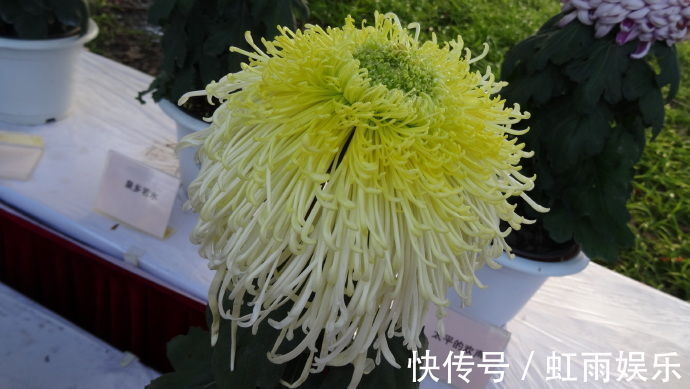 喜欢菊花,不如养盆新陶然醉,像极狮子头,玲珑剔透,真美啊!