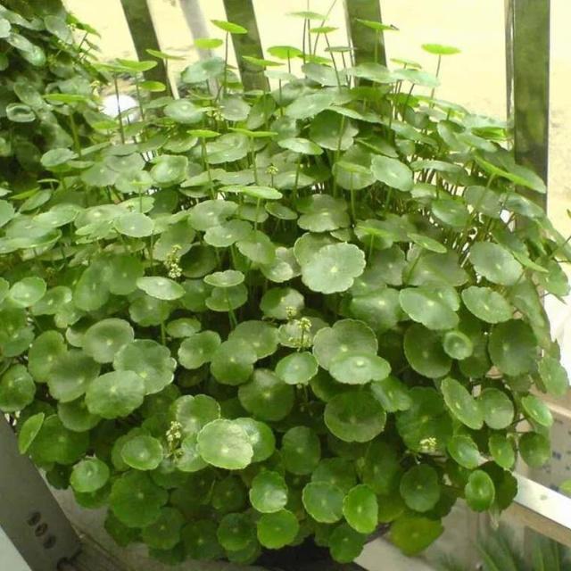 铜钱草长得“快与慢”，施肥不重要，关键在“摆放”！