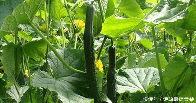 这个“咸菜”非常下饭，酸辣的香甜，很好吃，我爷爷也很喜欢