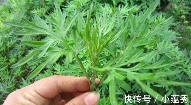 床垫|床垫用久了, 螨虫成窝? 只需2片叶子, 不用晒, 螨虫也能自动消失