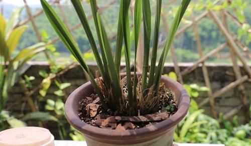 兰花|养兰花,“掐准”此4点,植株更长寿、年年开花