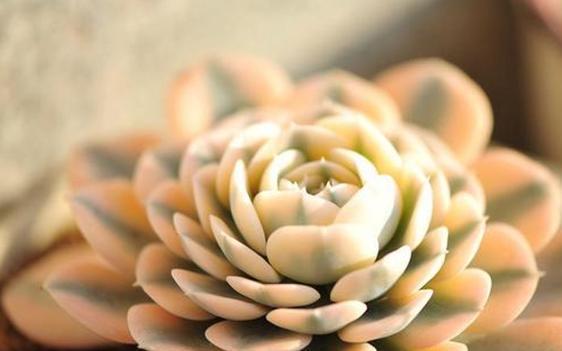 多肉“黑名单”,一定要看一看,去花店别买这些,买了白花钱