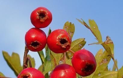 榴莲|怀孕期间,孕妇尽量少吃5种水果,可能会引发胎热产生“胎毒”