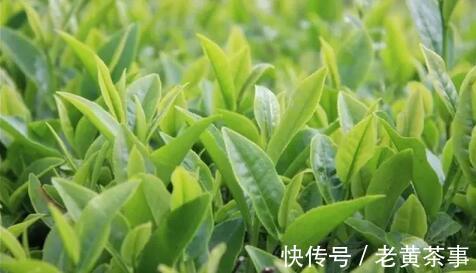 看完这六点，玩转“祁红”、“滇红”不是事！