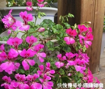 给花浇水时加点这东西,全年不施肥,照样花开爆盆