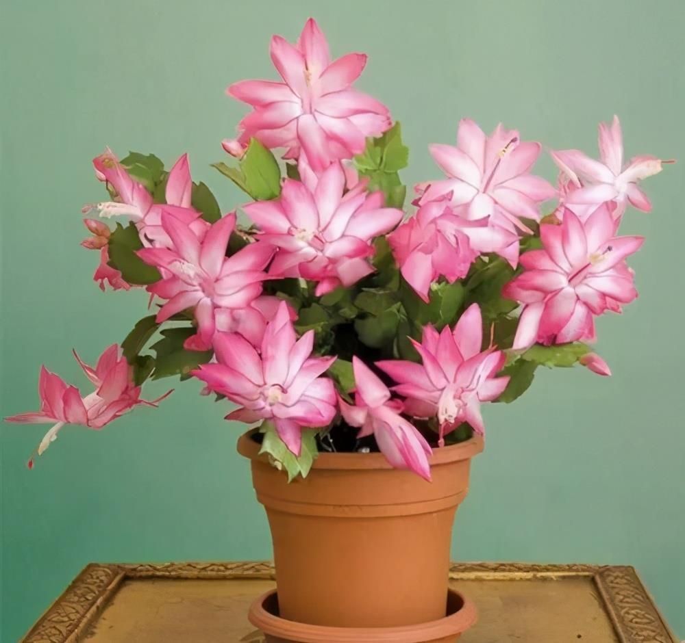 休眠期|4种“漂亮花”，5月要“剪花箭”，不剪光，很难度夏天