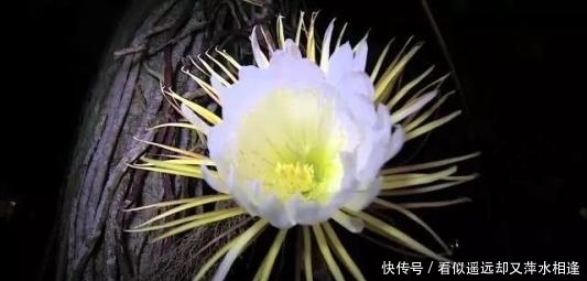  世界|世界上“身价”最贵的5种花，市值1500万的“鬼兰”，看你见过几种？