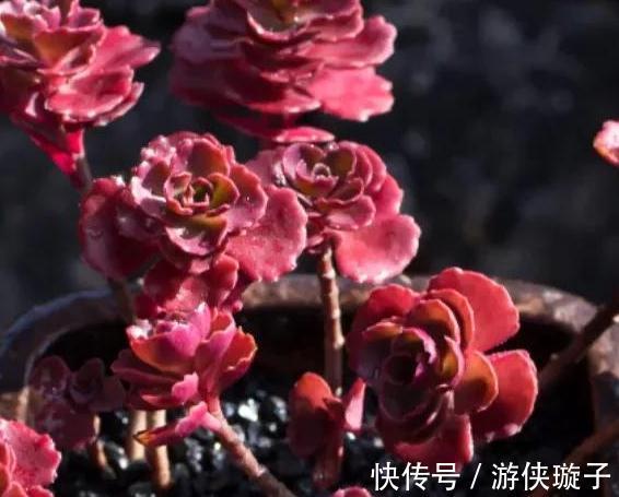 3种多肉让人爱不释手,秋冬晒一晒太阳,出状态美丽动人