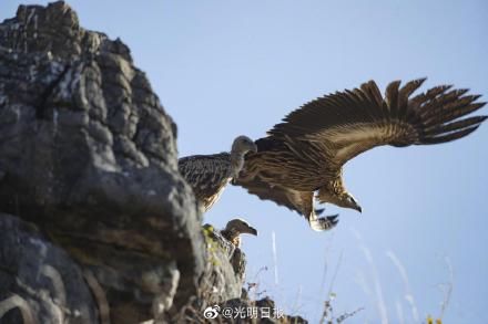 云南|上百只兀鹫盘旋停留云南保山