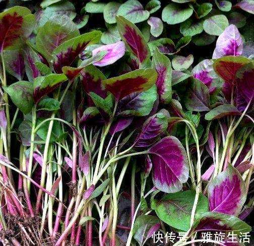 野菜|农村随处可见的一种野菜,堪称良药,城里人不花钱吃不到