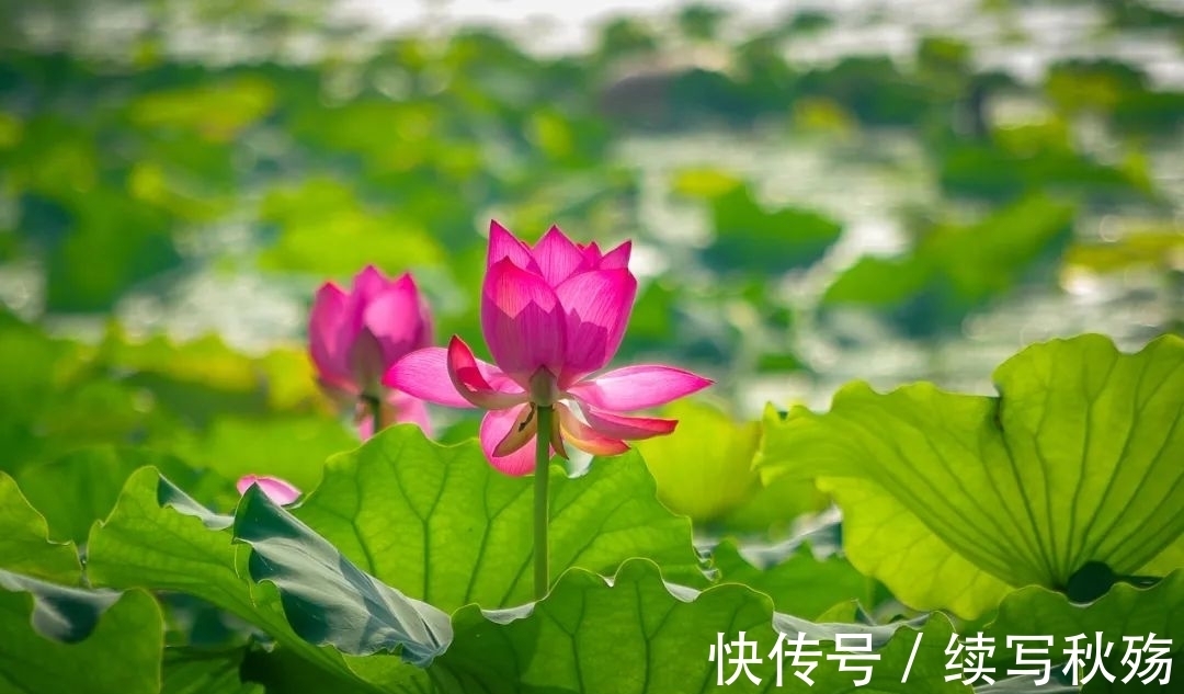 罗旭@杨万里:快镜头写实,带你领会不一样的“诚斋体”