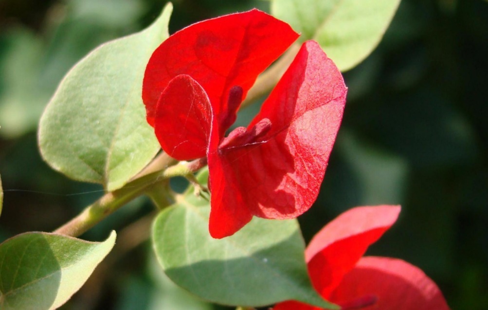 三角梅不开花用这六个小技巧，轻松解决只长叶子不开花