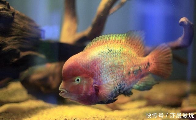 鱼友|养鱼不能整天换水,更不能一换水就下药,很容易死鱼