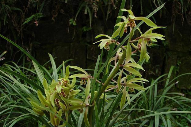 兰花喜欢“三垃圾”,土里埋一点,不烂根猛窜芽,爆出一圈大花苞