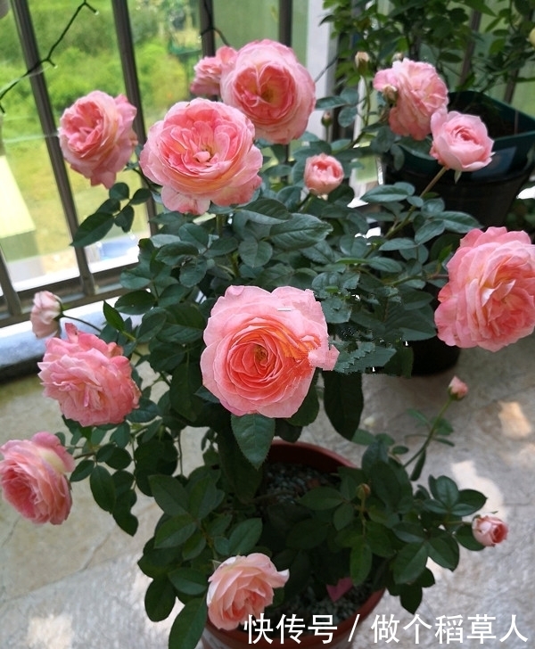 诺娃阳台,盆栽绿植“新宠”,花又美又香,四季开不停,值得拥有