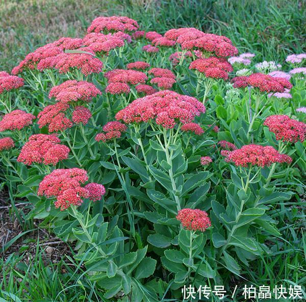 八宝景天|石头缝里的“野多肉”，看到挖几棵，种盆里，能长一大片，美死了