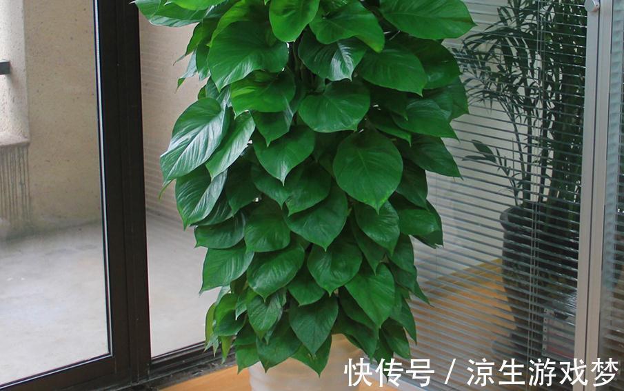 这3样绿植净化空气的效果不输专业仪器,难怪城里人家家都养