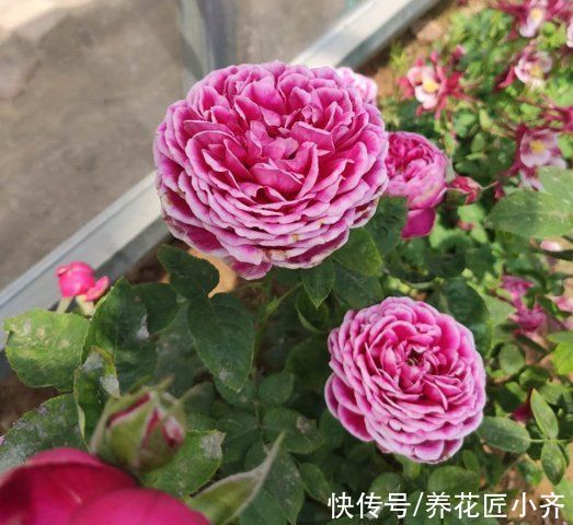 芽点|春天养月季，记住这3点，芽点饱满无盲芽，一次就能开爆盆