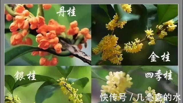 人养花,花亦养人!8种能“吃”的花,漂亮又美味,建议养一盆!