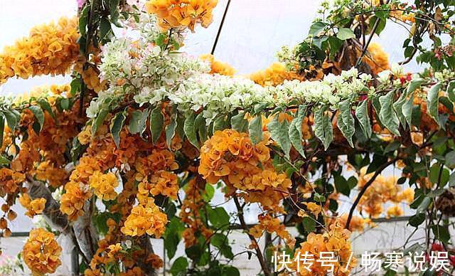 三角梅烂根不要怕，“1招”处理，七天恢复，马上开花“爆盆”