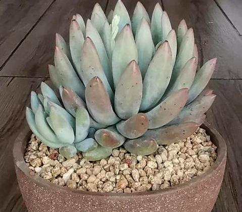 养分|以所罗门多肉为例，浅谈多肉植物开花后花剑剪或留，答案都在这里