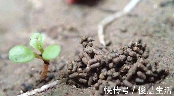 花盆|君子兰,两种“零食”喂下去,叶肥花多,爆满盆