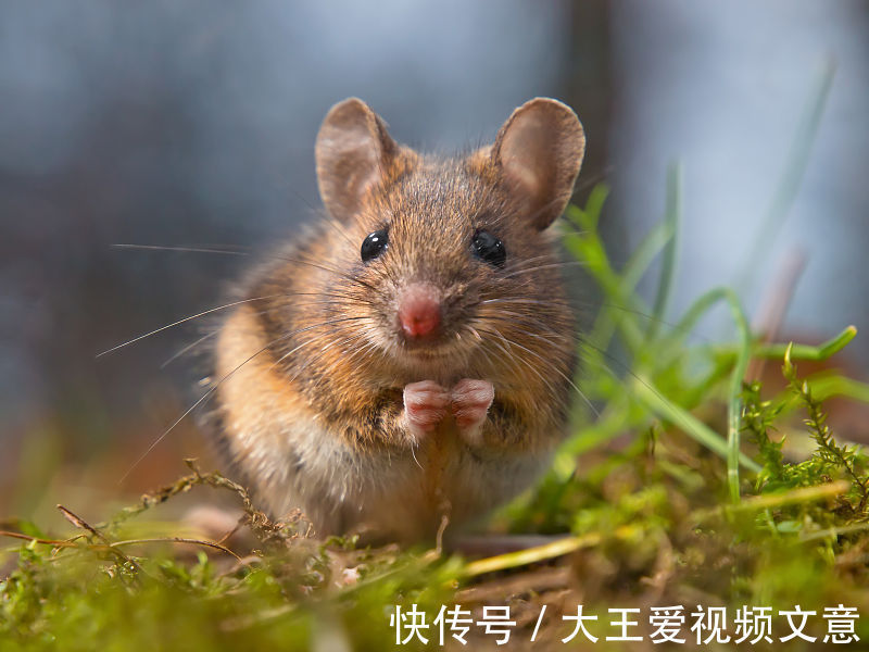 运势|属鼠人注意了,未来几天中大发横财,腰缠万贯