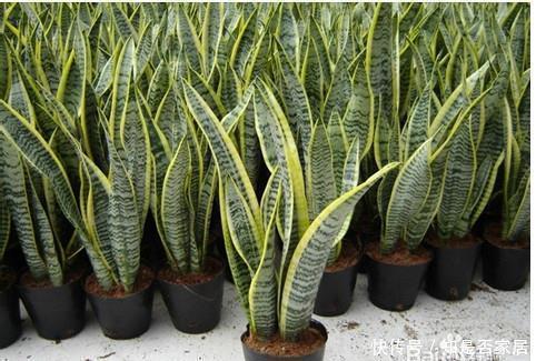 秋天|秋天养花换盆,少做1件事,就等于白换了,浇水施肥也白搭