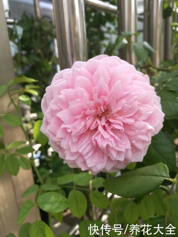 养花不用养太多，这一种花养好了，足够撑起一家门面