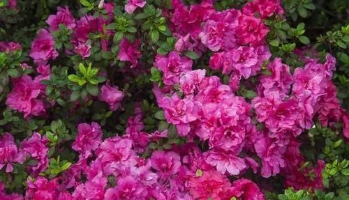 骨粉肥|什么松针土、腐叶土都不如这种土,土壤疏松又肥沃,养啥都爆盆!