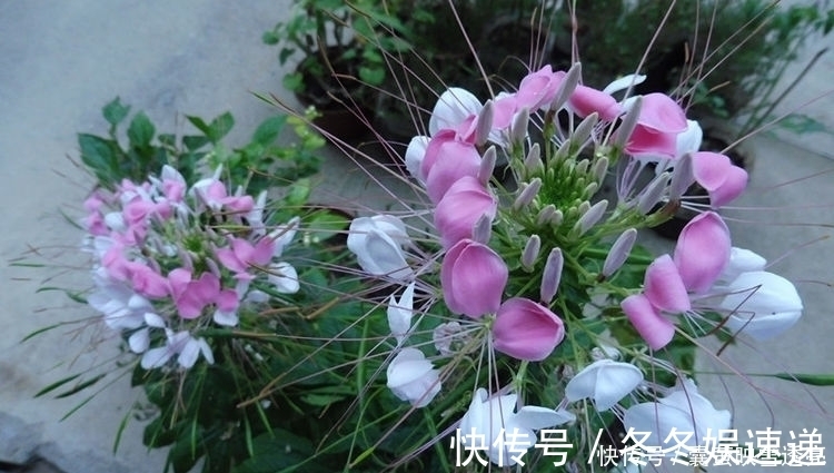 月季|4种花漂亮又好养,养在哪里都爆盆,颜值超高美极了