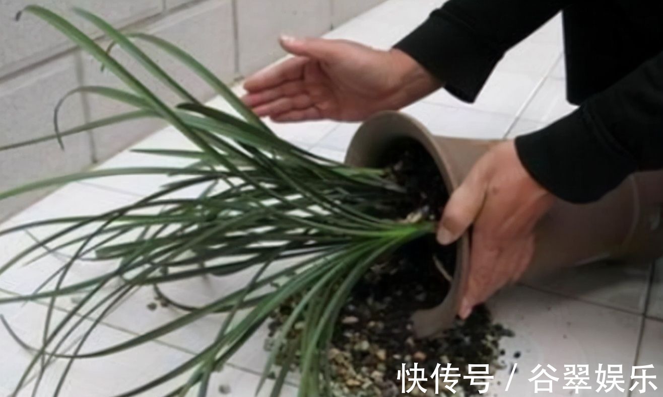 植料|给兰花换盆，注意5个“要点”，保证兰花根系壮，后期长势旺