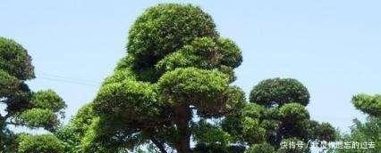 种棵罗汉松,招财又长寿,嫌太贵自己种,一根枝条就能活!