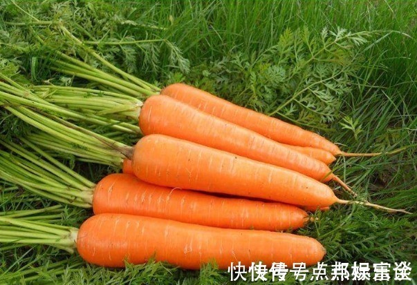 胡萝卜|提个醒吃胡萝卜有三大禁忌,却有很多人不清楚,别犯错误了