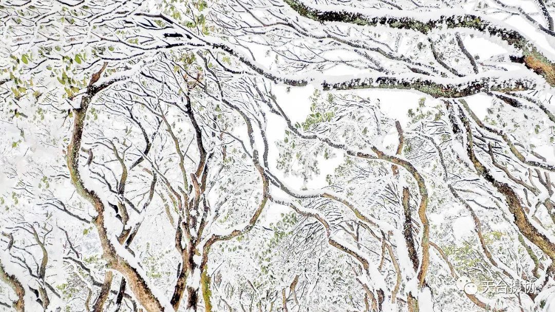 许琼|快看,又下雪了!