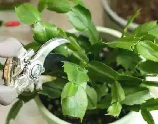 蟹爪兰“剪一剪”，花芽又能“蹿满枝”，半月不到，开成花瀑布