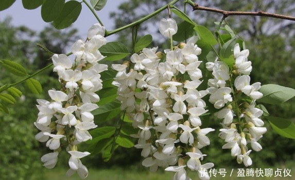 春天里最好吃的9种野菜,再不吃,过了这个月,就要等一年才能有