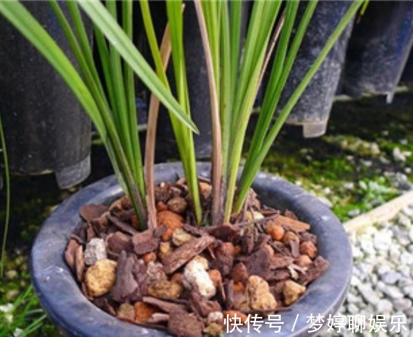 肥效|兰花怎么换盆呢不会没关系，老花农手把手的教给你