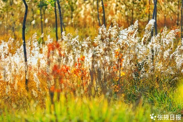 湿地|暖阳、湿地、芦苇荡……，恍然一幅画境