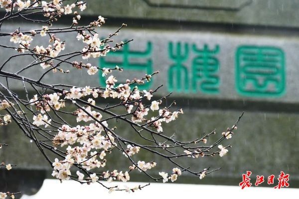 梅花|东湖梅园花开四成，本周或可踏雪寻梅