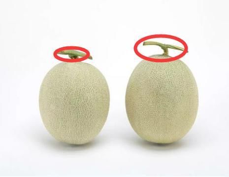 海昏侯和辛追夫人都是吃香瓜后身亡,香瓜身上,有一样东西不能吃