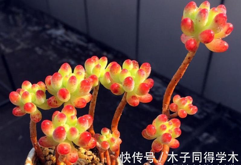 肉友|养多肉想要做到以“肉”养“肉”?以前还可以,现在基本上很难了