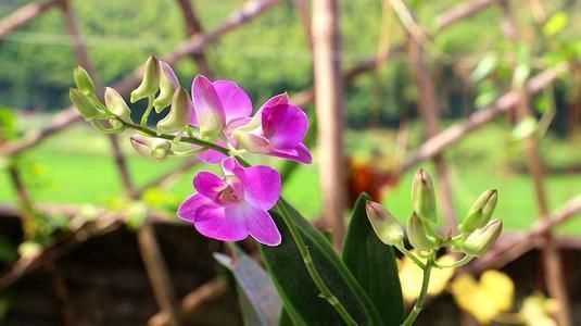 身体|对身体好的石斛兰，老中医们也爱养，赶快养一盆，长寿又健康