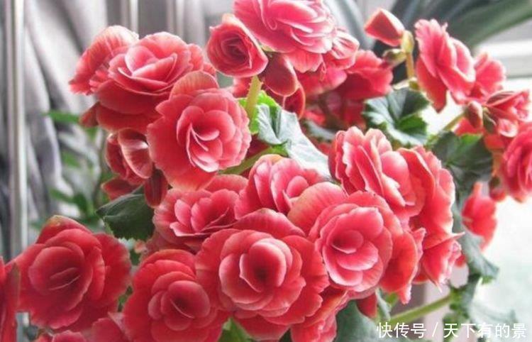 4种漂亮花,好养易活能爆盆,开花漂亮财运来,一养就上瘾