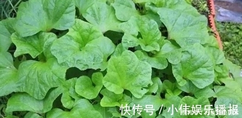 蔬菜|一种绿色蔬菜吃了上千年,也可以消炎止疼,现如今却沦为“野菜“