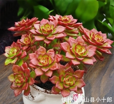 多肉蒂亚徒长了?狠心砍一刀,颜色红彤彤,养成小老桩!