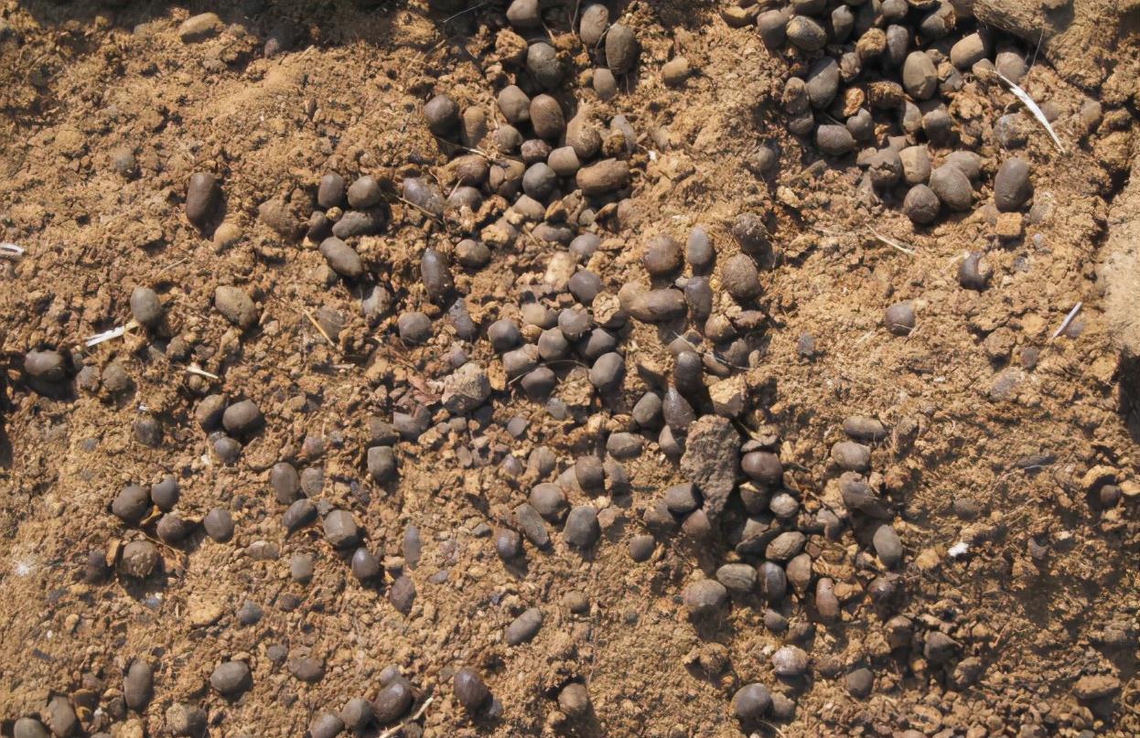 羊粪、过期牛奶养花,用好了,植物长得壮、土壤肥力十足