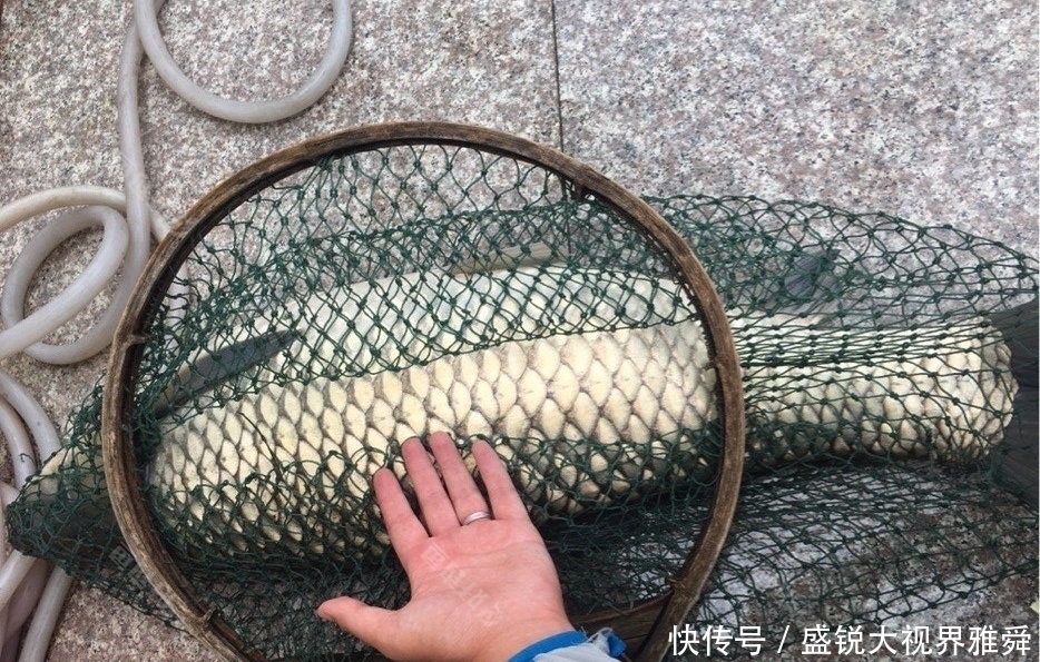 地方|初夏草鱼都藏在这三种地方,找到就能连竿,找不到大机率要空军。