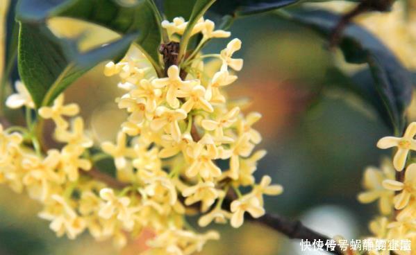 这花能飘香十里,家中种植一棵准没错了,忠贞之士是高尚的象征